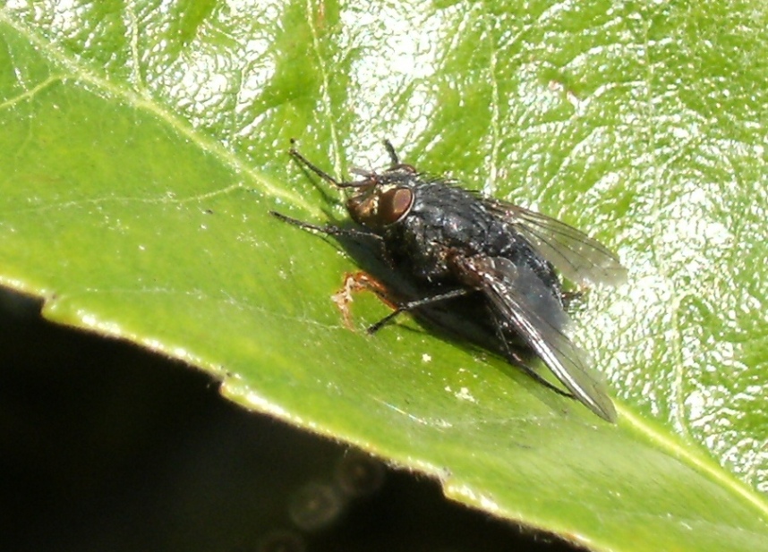 Impollinatori natalizi (Imenotteri e ditteri)